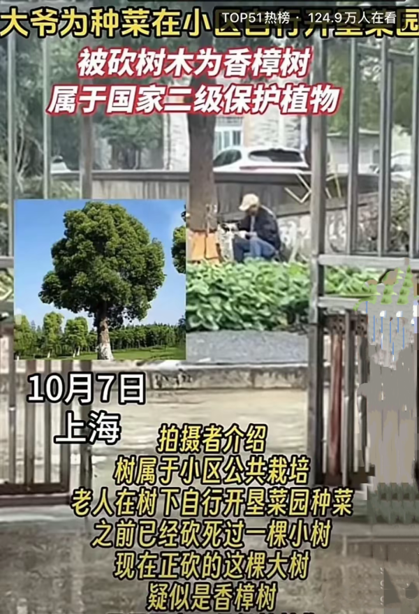 鑫东财配资 上海80岁老人砍小区20年香樟树后续：城管立案调查，面临巨额罚款